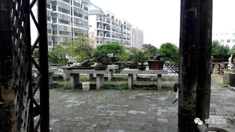 湖北咸宁有这样一个漂亮的盆景园