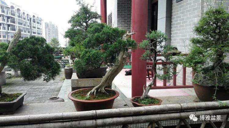 湖北咸宁有这样一个漂亮的盆景园