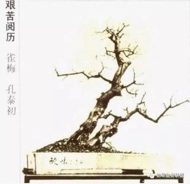 岭南盆景大师孔泰初手绘盆景