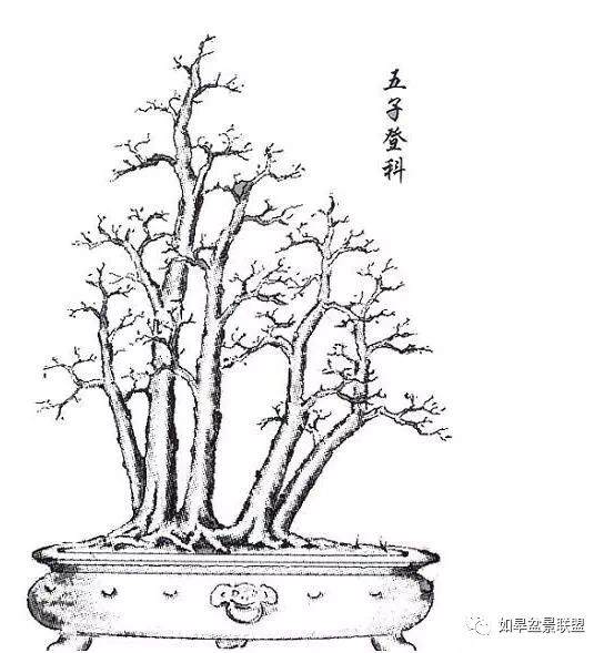 岭南盆景大师孔泰初手绘盆景