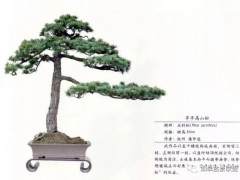 仲连大师盆景创作思想