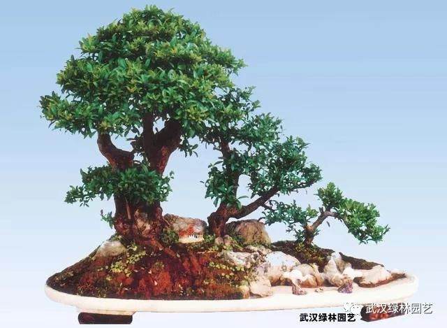 盆景的3个点缀品艺术