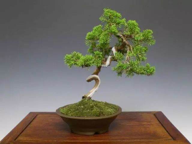 养好盆景不简单,盆景“四德”你了解吗?