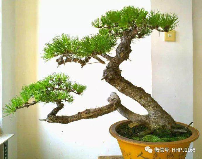 双干式盆景造型的5个技巧