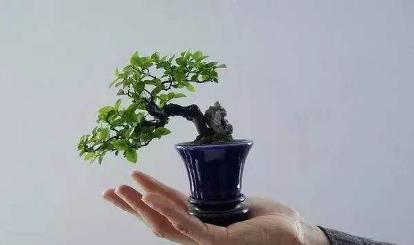 微型盆景的施肥方法