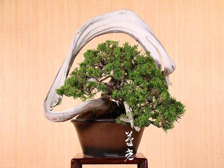 玩盆景居然对男人有那么多好处?