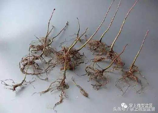 图解 盆景怎么补根的方法 接细根