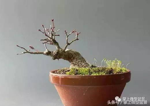 图解 盆景怎么补根的方法 接细根