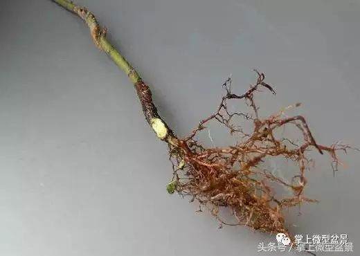 图解 盆景怎么补根的方法 接细根