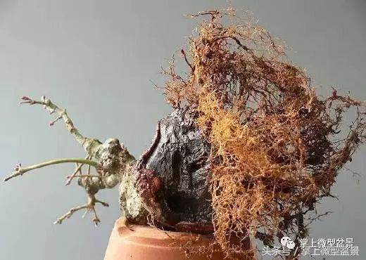 图解 盆景怎么补根的方法 接细根