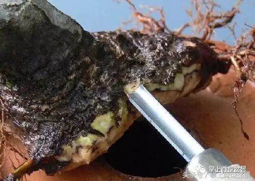 图解 盆景怎么补根的方法 接细根