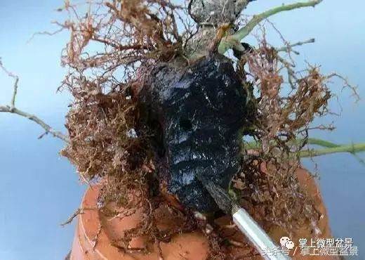 图解 盆景怎么补根的方法 接细根