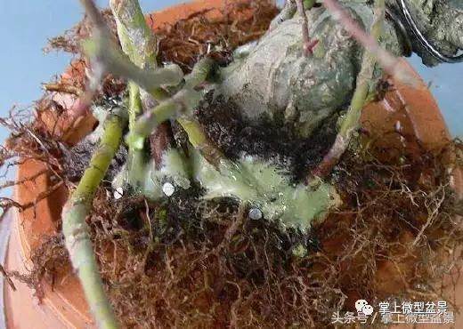 图解 盆景怎么补根的方法 接细根