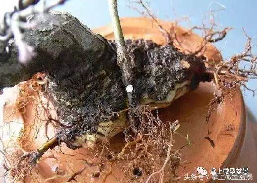 图解 盆景怎么补根的方法 接细根