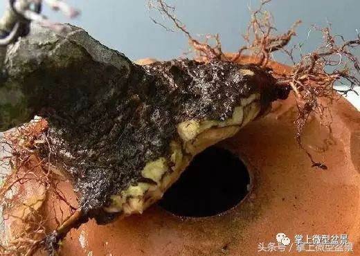 图解 盆景怎么补根的方法 接细根