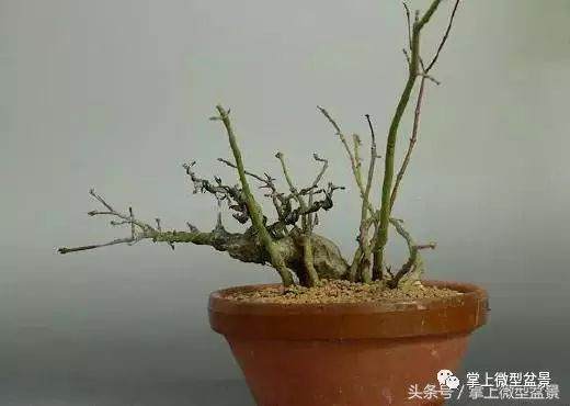 图解 盆景怎么补根的方法 接细根