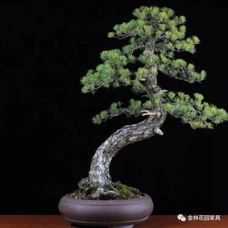 盆景新手最容易犯得几个错误方法