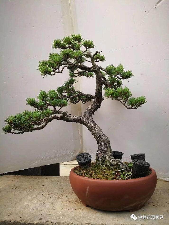 盆景新手最容易犯得几个错误方法