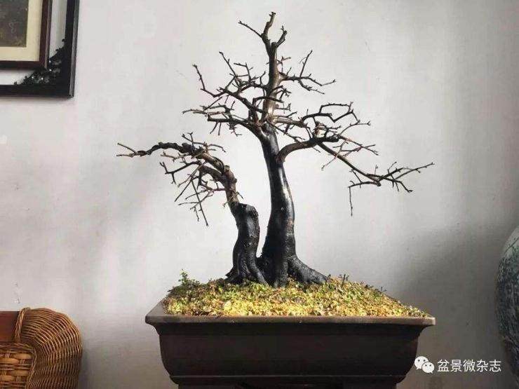 新手修剪盆景怎么养护发芽