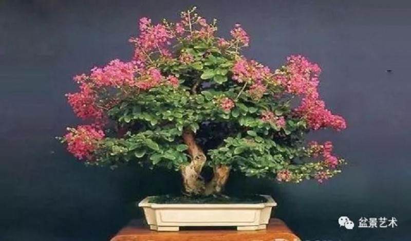 微型迎春盆景的培育