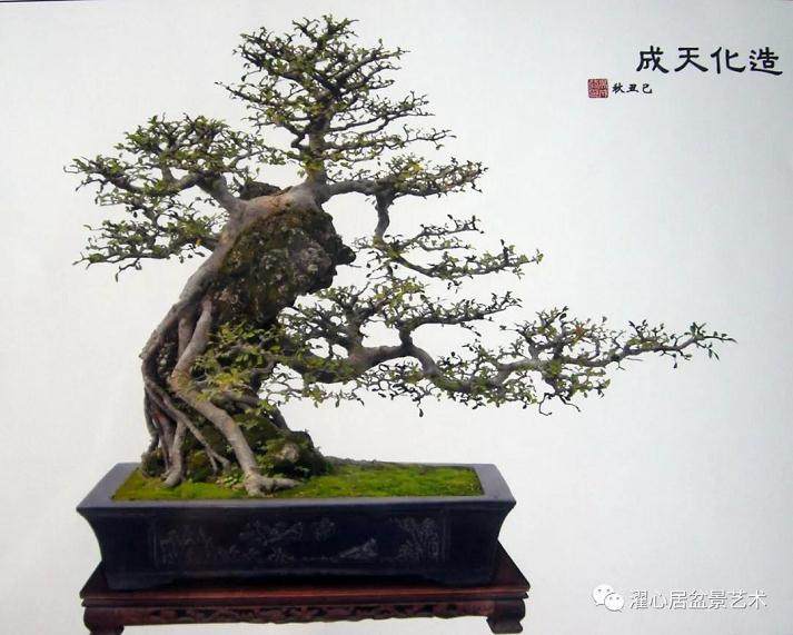 榆树老桩盆景的发芽修剪方法 图片