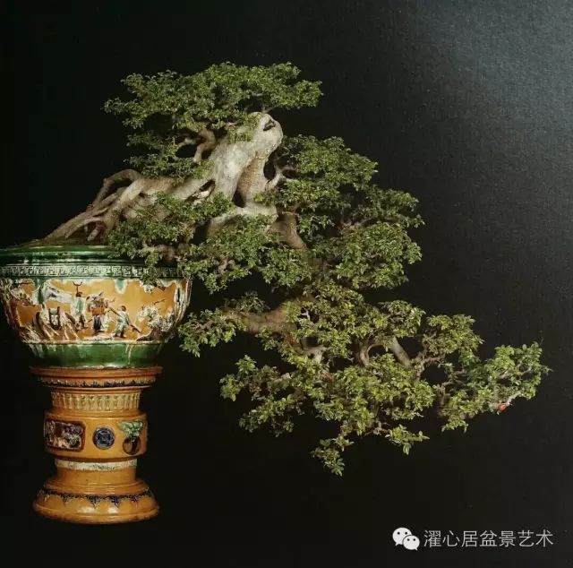 榆树老桩盆景的发芽修剪方法 图片