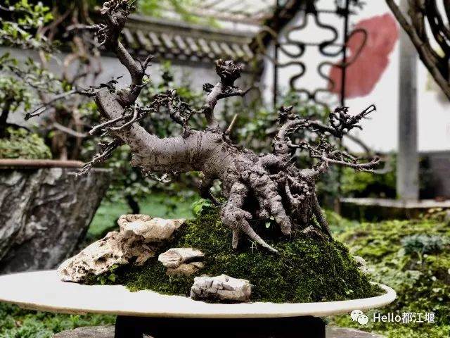 韩国都江堰盆景艺术协会签署合作协议