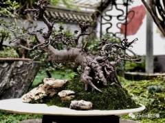 韩国都江堰市盆景艺术协会签署合作协议