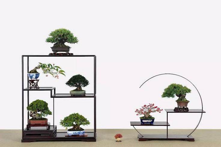 微型盆景的4个养护心得