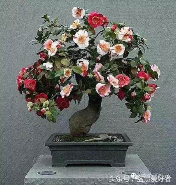 山茶花盆景的上盆注意事项