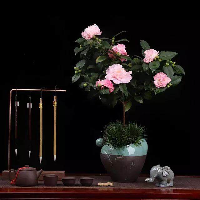 山茶花盆景的蟠扎造型注意事项