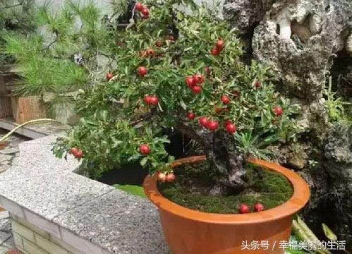 制作山楂盆景的4个技巧