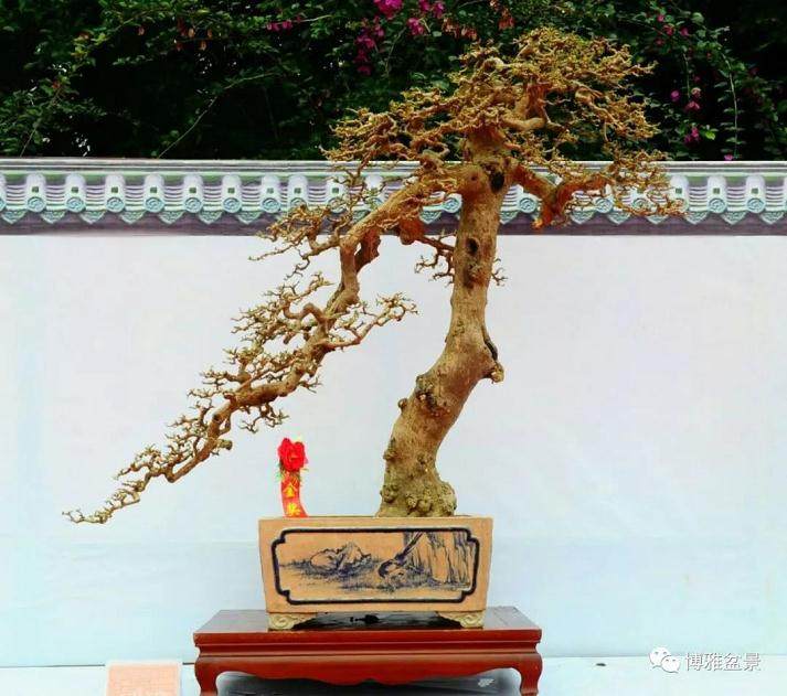 2018海南盆景精品展,精品多多哦~