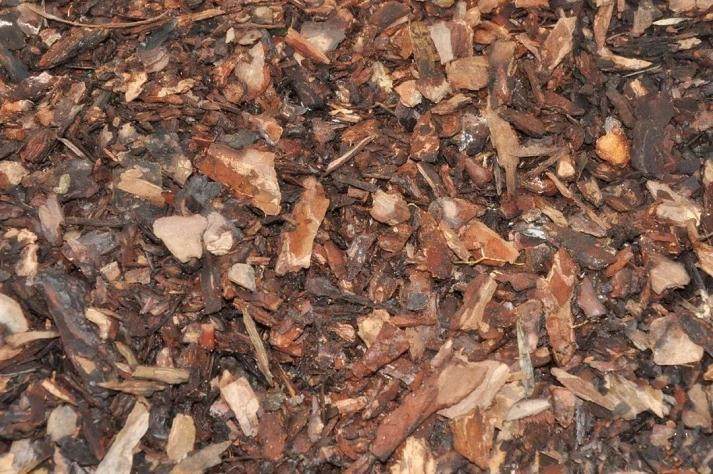 如何种植霍山石斛盆景？