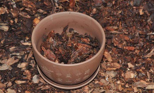 如何种植霍山石斛盆景的3个步骤 图片