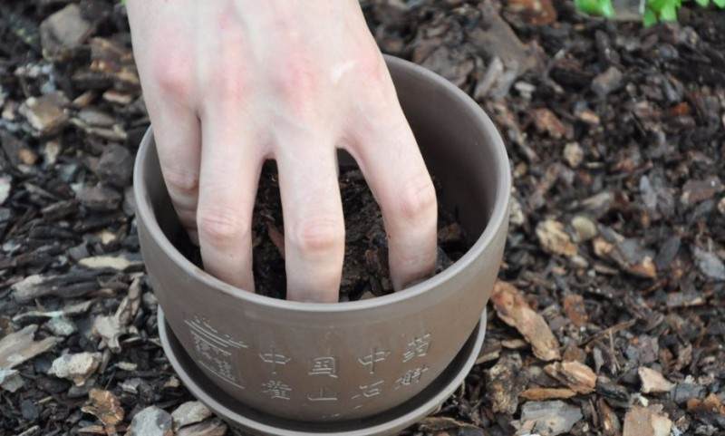 如何种植霍山石斛盆景的3个步骤 图片