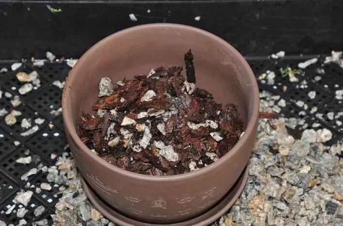 如何种植霍山石斛盆景的3个步骤 图片