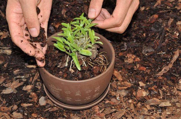 如何种植霍山石斛盆景的3个步骤 图片