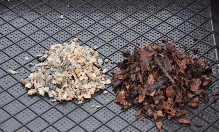 如何种植霍山石斛盆景的3个步骤 图片