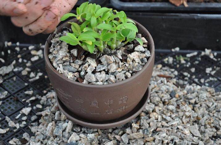 如何种植霍山石斛盆景的3个步骤 图片