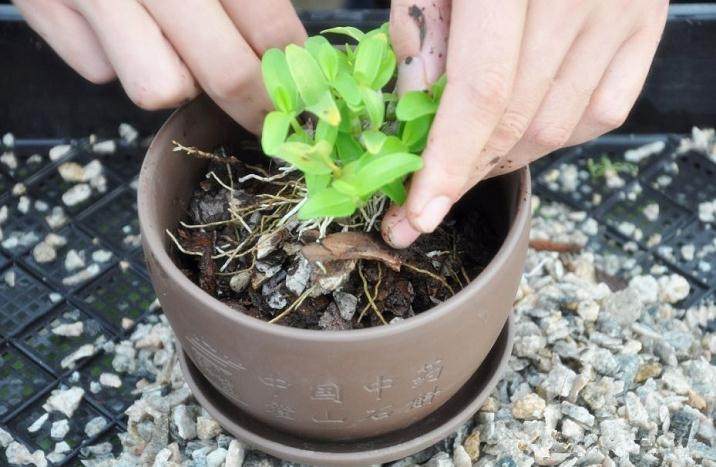 如何种植霍山石斛盆景的3个步骤 图片