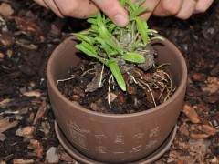 如何种植霍山石斛盆景的3个步骤 图片