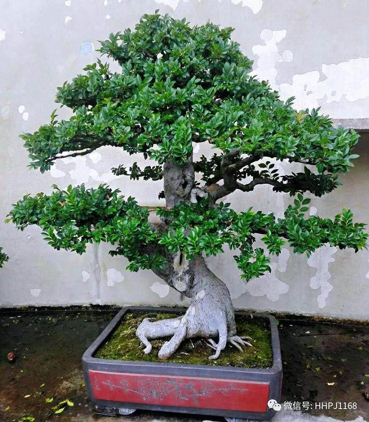 盆景入门必读 盘点那些年所走过的弯路