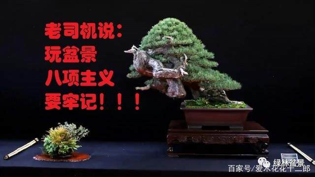 一个外国做盆景的老司机总结的八条经验