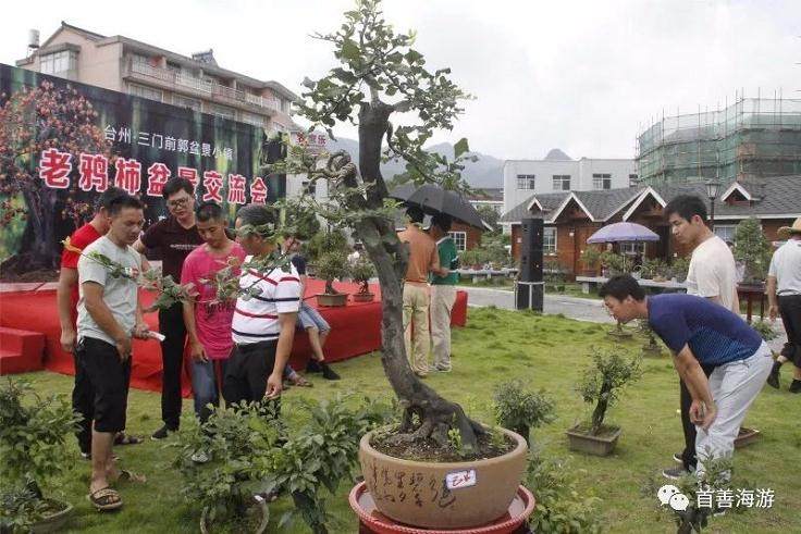 前郭盆景小镇首届老鸦柿盆景交流会