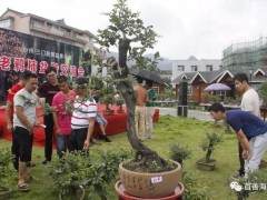前郭盆景小镇首届老鸦柿盆景交流会