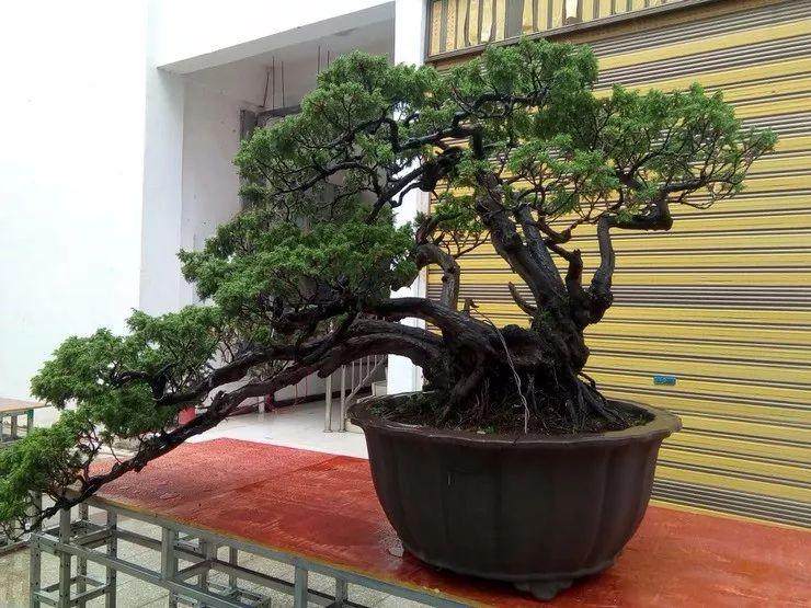 威宁首届花卉盆景园艺展销会即将举行