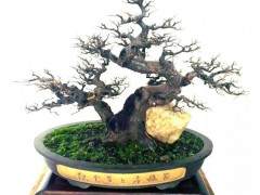 谢荣耀我追求盆景艺术的相通共融