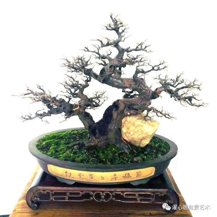 谢荣耀：我追求盆景艺术的相通共融