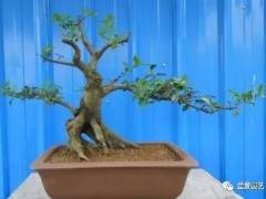 金弹子盆景如何造型设计的3个方法 图片